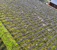 Roof Cleaning